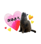 にゃんこの『たま＆こたま』（個別スタンプ：3）