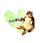 にゃんこの『たま＆こたま』（個別スタンプ：4）