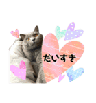 にゃんこの『たま＆こたま』（個別スタンプ：7）
