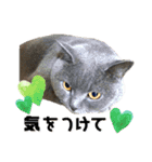 にゃんこの『たま＆こたま』（個別スタンプ：8）