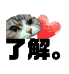 にゃんこの『たま＆こたま』（個別スタンプ：9）
