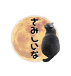 にゃんこの『たま＆こたま』（個別スタンプ：14）