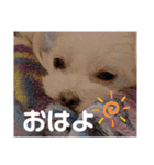 我が家の くぅちゃん（個別スタンプ：1）