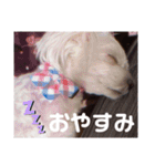 我が家の くぅちゃん（個別スタンプ：2）