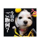 我が家の くぅちゃん（個別スタンプ：3）