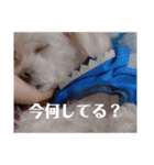 我が家の くぅちゃん（個別スタンプ：4）