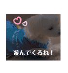 我が家の くぅちゃん（個別スタンプ：5）