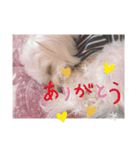 我が家の くぅちゃん（個別スタンプ：7）