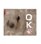 我が家の くぅちゃん（個別スタンプ：9）