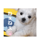 我が家の くぅちゃん（個別スタンプ：10）