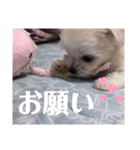 我が家の くぅちゃん（個別スタンプ：11）
