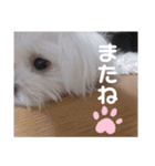 我が家の くぅちゃん（個別スタンプ：12）