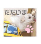 我が家の くぅちゃん（個別スタンプ：13）