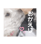 我が家の くぅちゃん（個別スタンプ：14）
