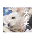 我が家の くぅちゃん（個別スタンプ：17）