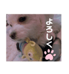 我が家の くぅちゃん（個別スタンプ：20）