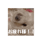 我が家の くぅちゃん（個別スタンプ：22）