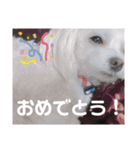 我が家の くぅちゃん（個別スタンプ：24）
