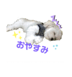 愛犬だいずの日常スタンプ（個別スタンプ：1）