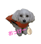愛犬だいずの日常スタンプ（個別スタンプ：2）