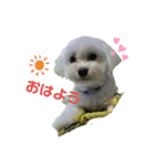 愛犬だいずの日常スタンプ（個別スタンプ：3）
