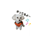 愛犬だいずの日常スタンプ（個別スタンプ：4）