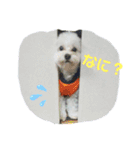 愛犬だいずの日常スタンプ（個別スタンプ：5）
