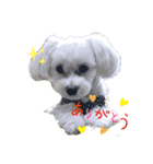 愛犬だいずの日常スタンプ（個別スタンプ：6）