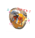 愛犬だいずの日常スタンプ（個別スタンプ：7）