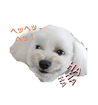 愛犬だいずの日常スタンプ（個別スタンプ：8）