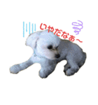 愛犬だいずの日常スタンプ（個別スタンプ：9）