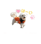 愛犬だいずの日常スタンプ（個別スタンプ：10）