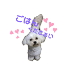 愛犬だいずの日常スタンプ（個別スタンプ：12）