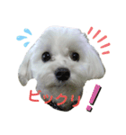 愛犬だいずの日常スタンプ（個別スタンプ：13）