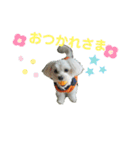 愛犬だいずの日常スタンプ（個別スタンプ：14）
