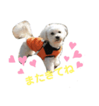 愛犬だいずの日常スタンプ（個別スタンプ：16）