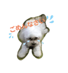 愛犬だいずの日常スタンプ（個別スタンプ：17）