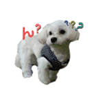 愛犬だいずの日常スタンプ（個別スタンプ：18）
