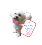 愛犬だいずの日常スタンプ（個別スタンプ：19）