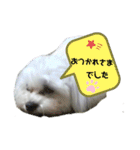 愛犬だいずの日常スタンプ（個別スタンプ：20）