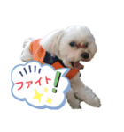 愛犬だいずの日常スタンプ（個別スタンプ：21）