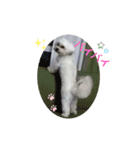 愛犬だいずの日常スタンプ（個別スタンプ：22）