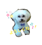 愛犬だいずの日常スタンプ（個別スタンプ：23）