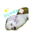 愛犬だいずの日常スタンプ（個別スタンプ：24）