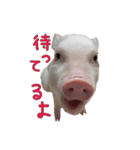 マイクロブタのサリーちゃん（個別スタンプ：1）