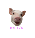 マイクロブタのサリーちゃん（個別スタンプ：5）