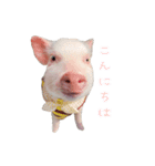 マイクロブタのサリーちゃん（個別スタンプ：6）