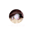 マイクロブタのサリーちゃん（個別スタンプ：8）