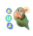 コザクラインコのくりんちゃん（個別スタンプ：1）