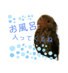 コザクラインコのくりんちゃん（個別スタンプ：2）